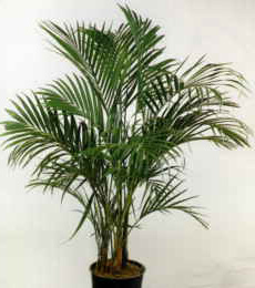 Palme plante. fabulous plante de palme au sol dans un vase dcoratif ...